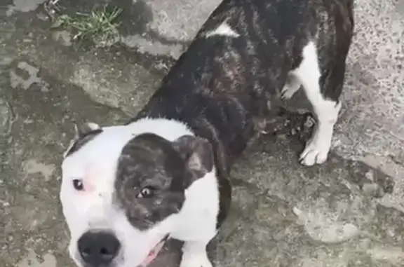 Perdido cachorro macho, Rua Se...