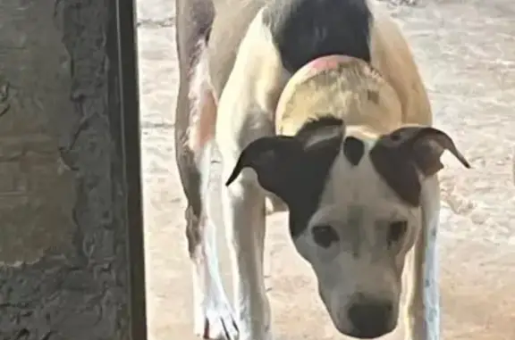 Perdido cachorro fêmea, Rua Se...
