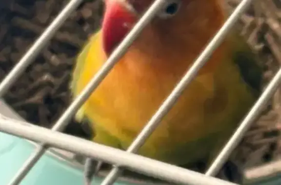 Es un agapornis, lo hemos encontrado en la terraza de casa