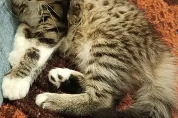 Знайдені тварини Хмельницький, фото: Знайдена кішка, вулиця Будівельників, Хмельницький — дівчинка, приблизно 3-4 місяці, ручна