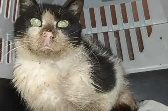 Es un gatito inmuno de unos 9 años estaba de acogida desde hace un año y se ha escapado. Lo han visto y al parecer está cojito.