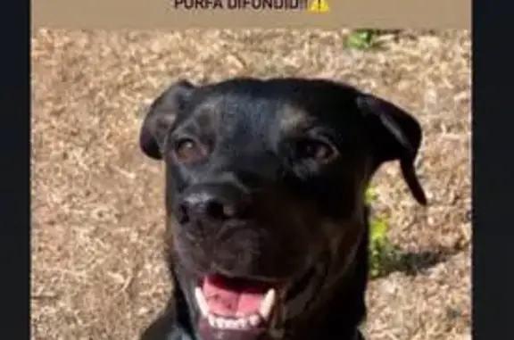Perdido perro hembra, Carrer d...