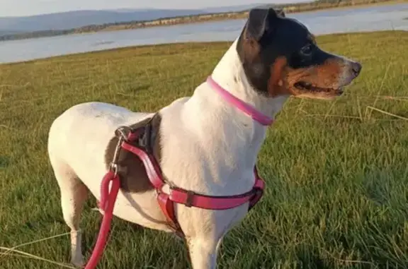 Color blanco, con mancha negra y cara color canela. No se deja coger fácilmente. Atiende al nombre de Xena. Perdida por la zona de balaidos