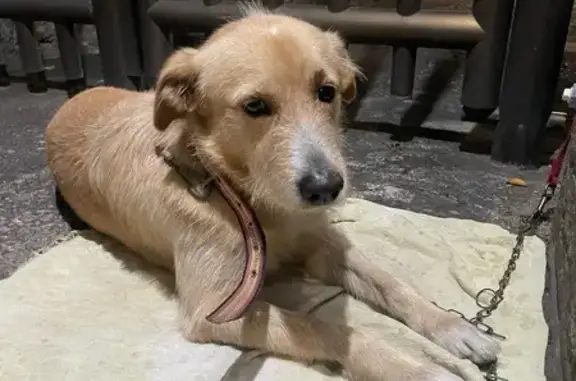 Encontrado cachorro macho, Pec...