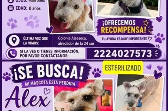 Perro perdido, 1a. B Oriente de la 16 de Septiembre, Puebla de Zaragoza, Puebla - photo
