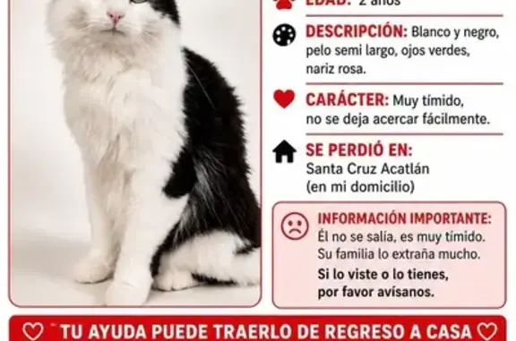 Gatos perdidos, Mexico City, foto: Perdido gato macho, De Los Huicholes, 1, Naucalpan de Juárez, Mexico City — muy tímido