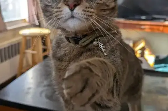 Lost cat, Brushbox Place, 10, City of Campbelltown, Campbelltown - wearing a green bow tie collar - photo