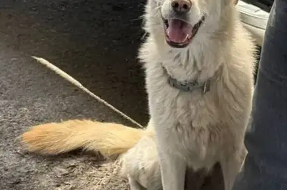 Perro encontrado Tijuana, foto: Encontrado perro hembra, Avenida Herḿosillo, 2448, Tijuana - mix de pastor con collar sin placa