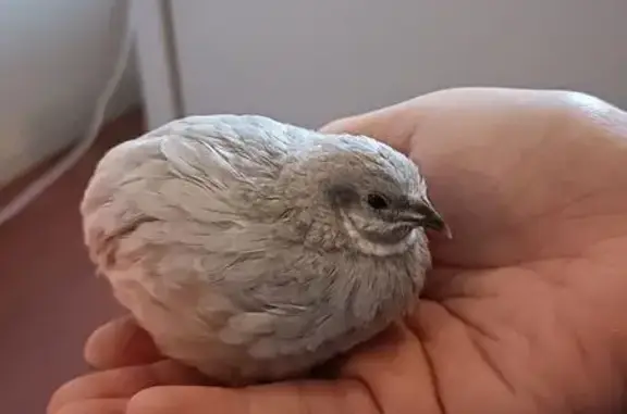 Lost Bird, Oxford Avenue, Canterbury-Bankstown Council, Inner West — tiny grey quail - photo