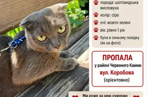 Зникла кішка, вулиця Коробова, Дніпро — маленька сіра шотландська Марго - photo