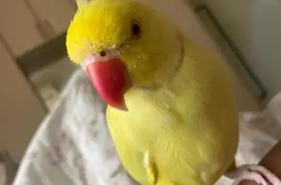 Lost bird, Bristow Crescent, 10, Durban - male, yellow with a red ring around his neck - photo