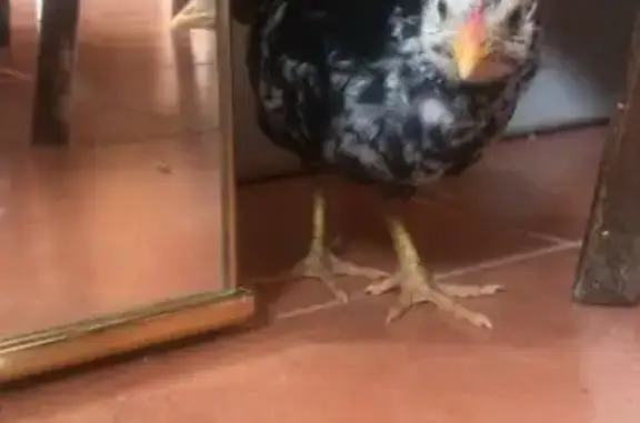 Habrá saltado anoche desde un balcón de un segundo piso. Es negro con machas blancas y pequeño, casi un palmo