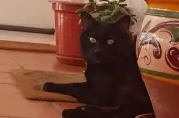 Perdido gato masculino, Calle Pintor Soriano Quiros, 1, Granada - castrado, 7 años - photo