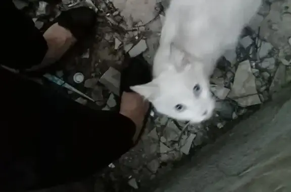 Знайдено кішку Львів, фото: Знайдена кішка, вулиця Михайла Драгана, Львів — біленька, ласкава, з блакитними очима