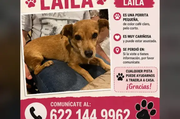 Perdido perro hembra, Boulevard Paseo de las Palmas, Hermosillo — collar rosa, 14 años, poca ceguera en un ojo - photo
