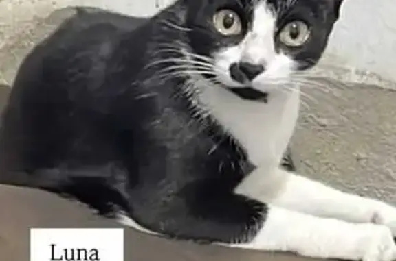 Perdido gato, Rua Terezinha Mo...