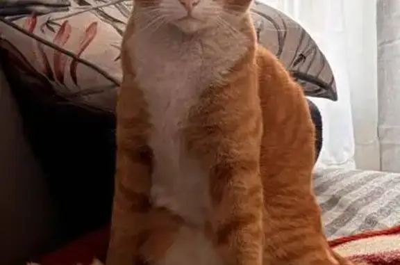 Lost cat, Randburg, Gauteng, Johannesburg — friendly orange short-haired male, microchipped - photo