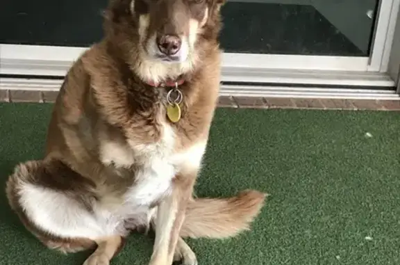 Lost dog, Burns Lane, 142, Melton, Hume — female, 3-legged - photo
