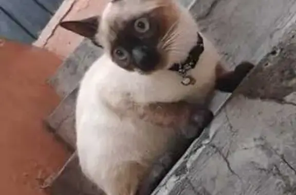 Gatos perdidos, Iztapalapa, foto: Perdido gato, Calle Reforma Constitucional, Pueblo Santiago Acahualtepec, Iztapalapa - siamés de 6 meses, cola ligeramente doblada en la punta