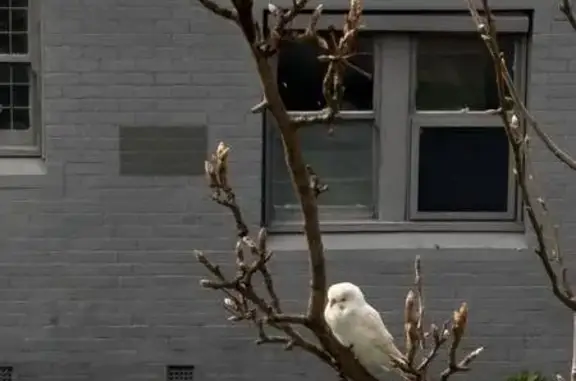 Found bird, North Road, 498, M...