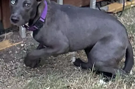 Lost pets Dallas, photo: Lost dog, Archer Avenue, 406, Dallas - grey, different color eyes, purple collar
