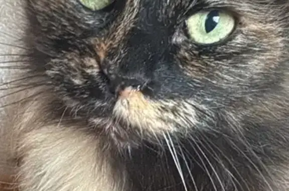 Lost cat, Grevillea Street, 17...