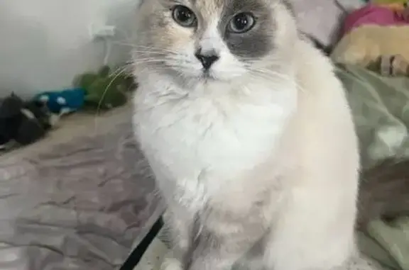 Found cat Strathfield, photo: Found female cat, Davies Road, Canterbury-Bankstown Council, Strathfield — sweet Ragdoll, no microchip