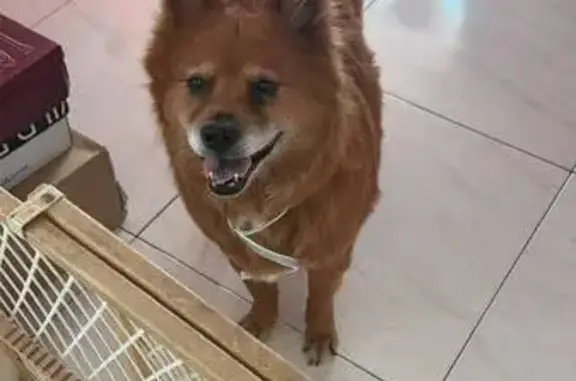 Perdido perro hembra, Avenida Leandro Valle, 101, Mexicali - tamaño mediano - photo