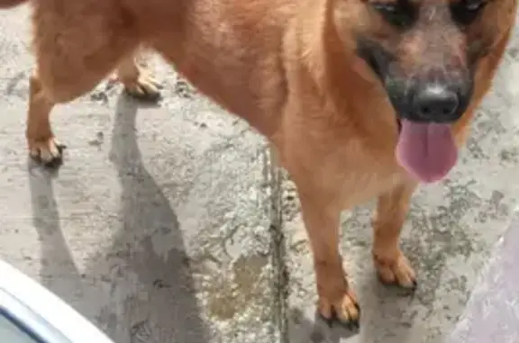 Perros perdidos, Magdalena Atlicpac, foto: Perdido perro hembra, Puerto México, 65, Magdalena Atlicpac — cruza de pasto alemán