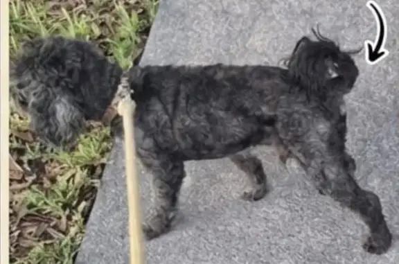 Es un pero pequeño color negro con gris, tiene los dientitos de la mandíbula de abajo chuecos, trae un collar de cuero color café oscuro con tejido,