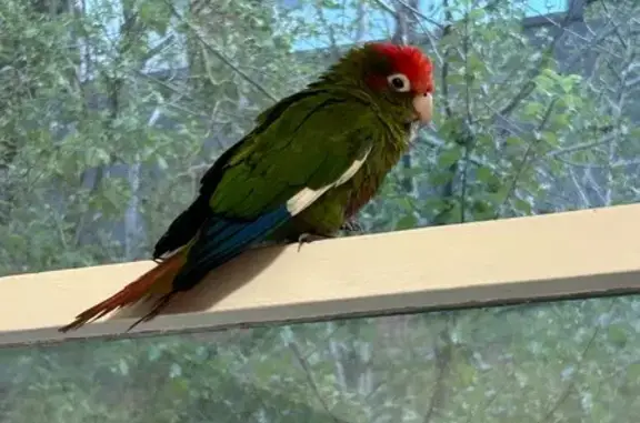 Found bird, Vickery Street, 7,...
