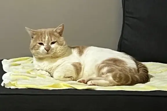Lost cat, Smailes Elbow, 16, Armadale - ginger short-haired male - photo