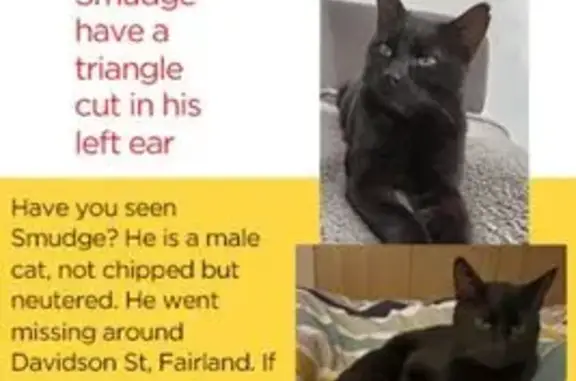Lost cat, Randburg, Gauteng, Roodepoort - black with grey, neutered - photo