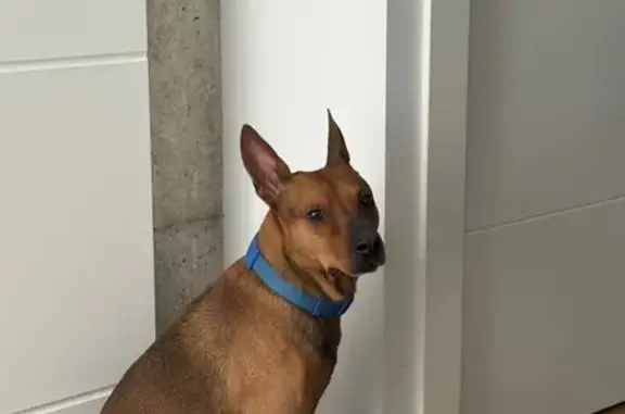 Encontrado perro macho, Avenid...
