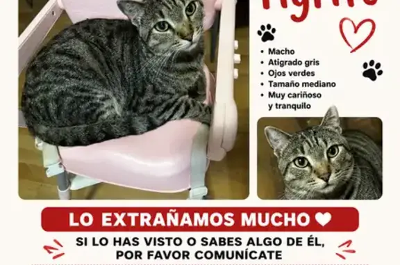 Perdido gato macho, Carrer de Higinio Noja, Valencia - delgado y con chip - photo