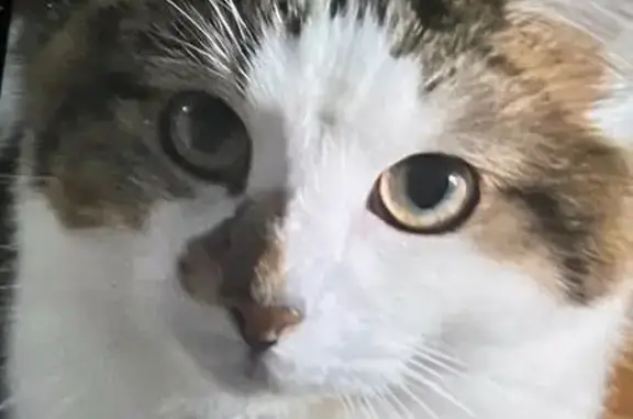 Lost pets Lickey End, photo: Lost cat, Bartley Green, Birmingham, UK - white fluffy cat with fawn and black markings