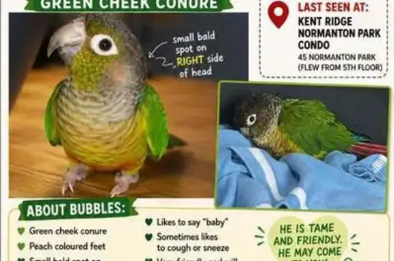 Green cheek conure, peach coloured feet, small bald spot on right side of head, likes to say 'baby', sometimes likes to cough or sneeze, very friendly and will usually approach people Flew out of 5th storey window at normanton park condo at 10:30am