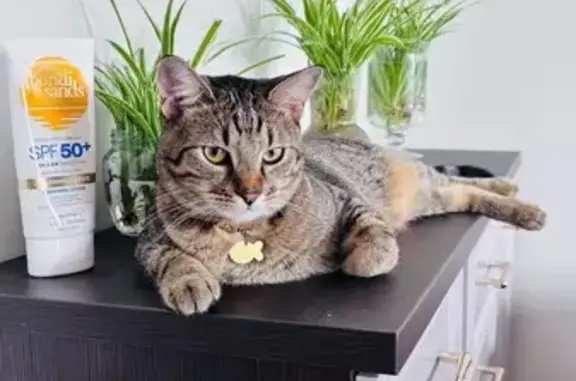 Lost cat, Darbon Crescent, Subiaco, Perth - small tabby, red collar with gold name tag - photo