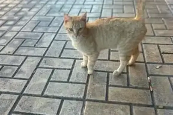 Perdido gato macho, Calle Dieg...