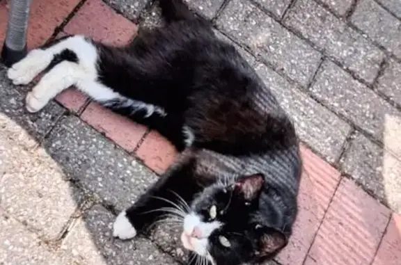 Found cat, Hillside Road, 43,...