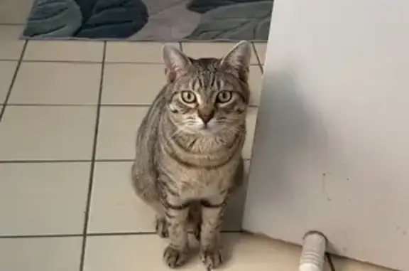 Lost and found pets Australia, photo: Lost cat, Margaret Street, 25, Campbelltown — male, grey with black stripes, green eyes
