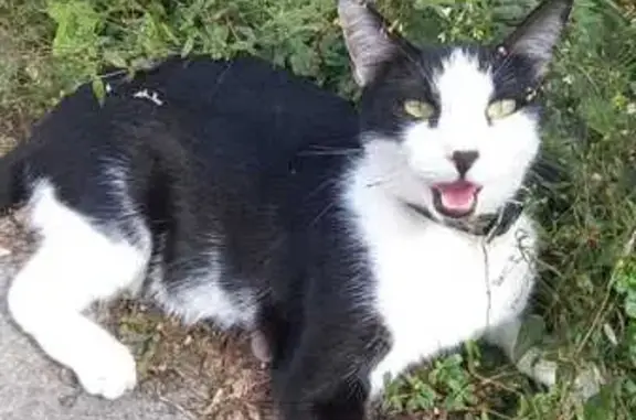 Gatos perdidos, Chetumal, foto: Perdido gato macho, Camelias, 191, Chetumal - negro con blanco y mancha negra en el mentón