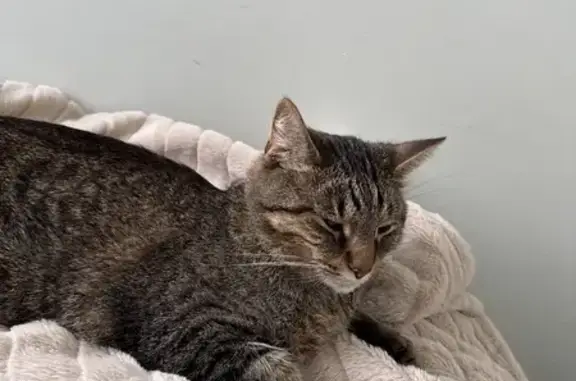 Lost and found pets Australia, photo: Found cat, Brushbox Place, 7, Campbelltown - brown black striped