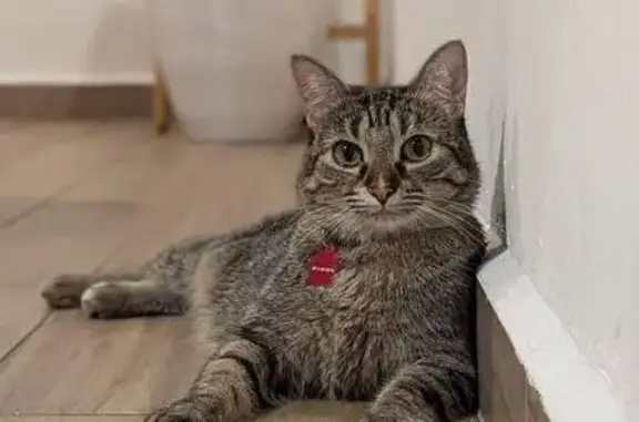 Perdido gato hembra, Legorreta, Monterrey, Jardines de la Silla (Jardines) - atigrada gris y marrón - photo
