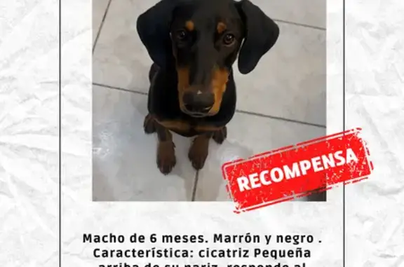 Búsqueda de mascotas, foto: Perdido perro macho, Cerrada Ciprés, Chimalhuacán, Mexico City - tiene una cicatriz pequeña arriba de la nariz