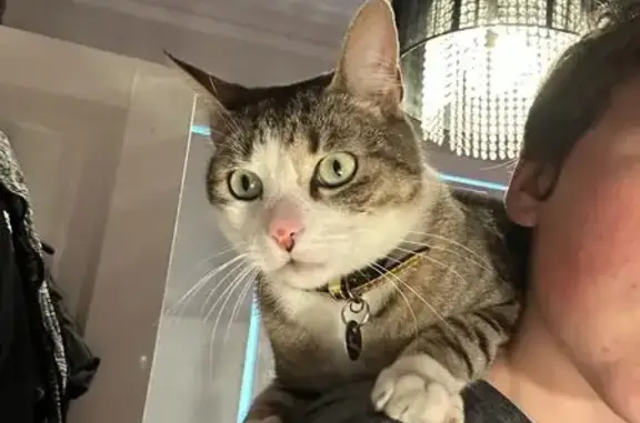 Lost cat, Albermarle Street, 105, Inner West Council, Kingsford — male tabby with white belly and green eyes - photo