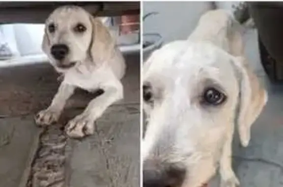Encontrado perro, Aguascalient...