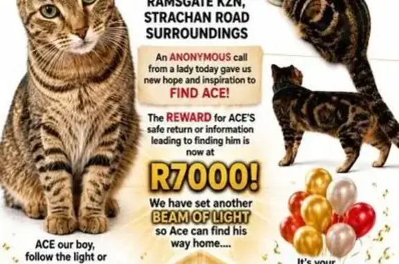 Lost cat, Strachan Street, Mar...
