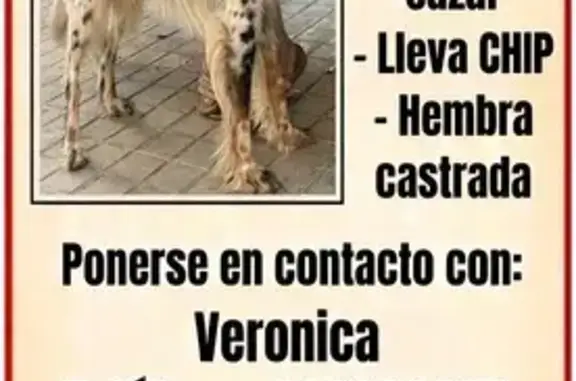 Perdido perro hembra, Pedro Martínez, Andalucía, Baza - setter inglés tricolor con chip - photo