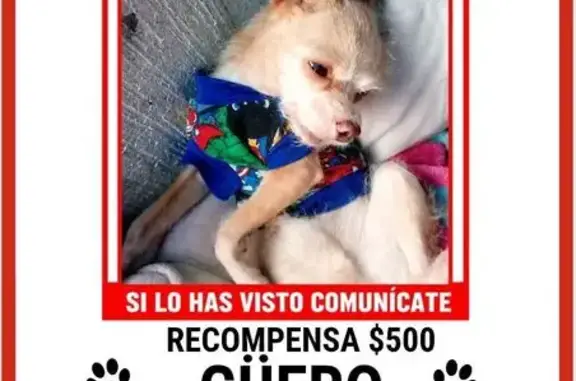Perdido perro masculino, Paris, 122, Valle de los Molinos, Tesistan - suéter azul y ojos cafés - photo